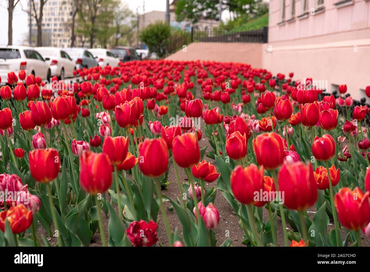 Fioritura tulipani sulle strade di Vladivostok. Foto Stock