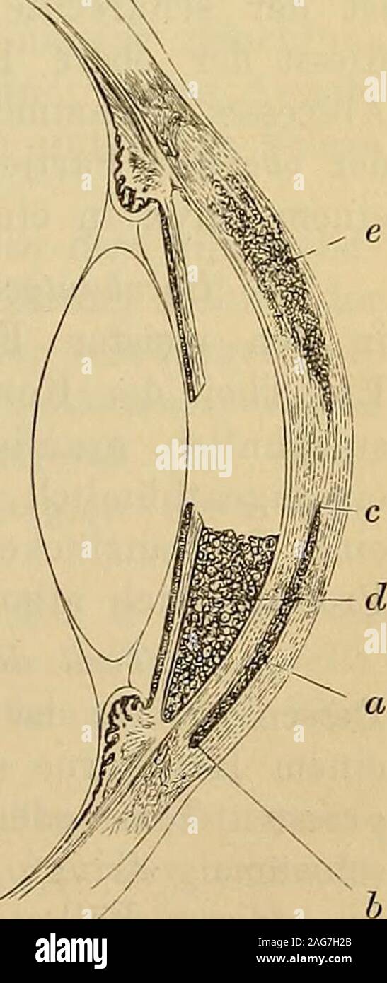 . Lehrbuch der praktischen Augenheilkunde. er in stets wachsendem Umfangeauseinander drängend. Man nennt diesen Zustand,weleher dieselbe Bedeutung wie Eitersenkungen zwi-schen Muskelfascien u. s. w. hat, circuizione Aehnlichkeitmit der Lunula der Nägel halber Onyx, Unguis, Nagel. Der Onyx (Fig. 3 a) lagert in der Eegel in denmittleren Interlamellarräumen. Er nimmt immer dietiefste Stelle derselben ein. Sein unterer der-corneale grenze concentrischer Rand b stösst nicht dirigere un dieSclera un, sondern ist von deren vorderer Grenze stetsdurch einen schmalen, von dem Limbus conjunctivalisgedeckten Saum Foto Stock