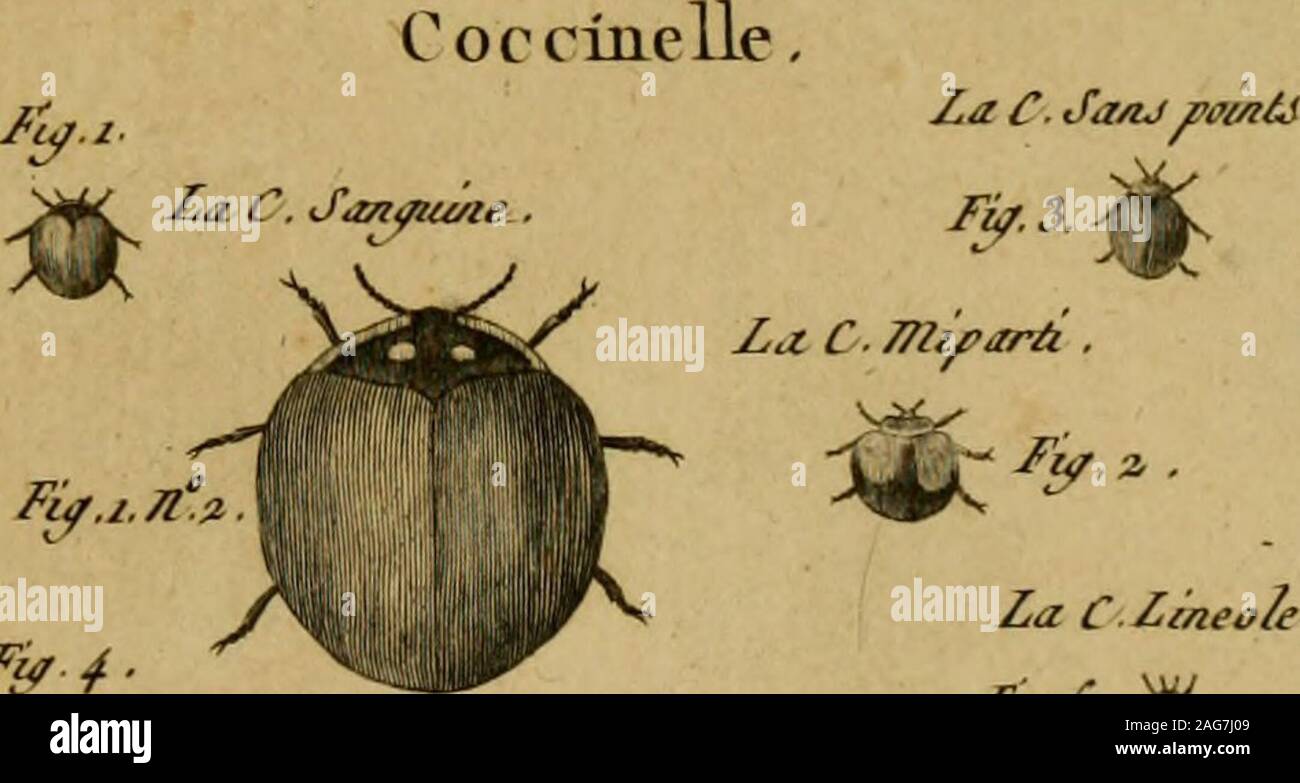 . Encyclopédie méthodique : Histoire Naturelle. Fif.4. Fj. C.Jljmu/aire La CFeneole.Fj-6.^Au C. FjiCffurae. Foto Stock