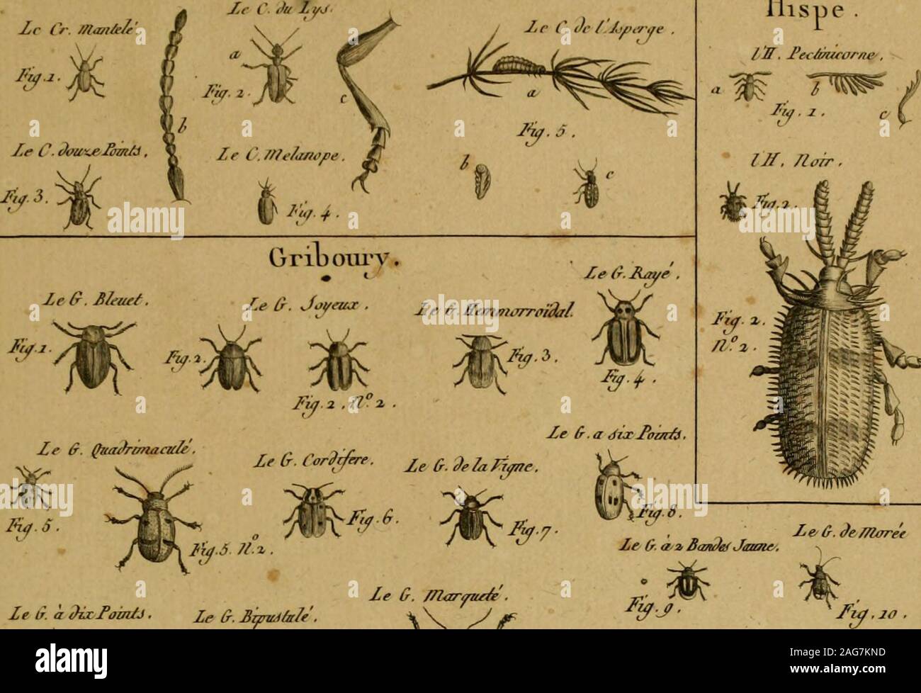 . Encyclopédie méthodique : Histoire Naturelle. Ihséol/ Y^ /?L/Ri//s j ^^j-RR/e.p. Mt/it/r^ /&GT;//?&LT;:/?//, (^rioicrc PI. ?2^1 le 0-. m&lt;vt/E/e.. llisue Ze Ir. À JùcJûm/J. £ f (}? Le G. /Harmuée . Ze e. ?E ll-4u/ITE Foto Stock