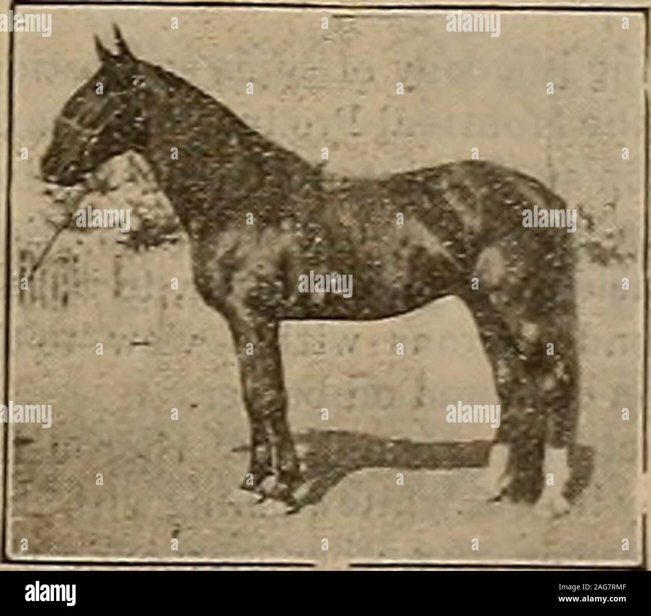 . Allevatore e sportivo. 1 gennaio 1905, S^o essere paidJanuary 1, 1906 e $50 trenta giorni prima della gara. Il OccidentCup, del valore di S400, per essere aggiunti dalla società. Miglio riscalda;tre in cinque, al cablaggio. Primo colt per ricevere la tazza di aggiungere sei decimi;secondo colt, tre decimi; aggiungere il terzo colt un decimo delle giocate.cinque a enGer, tre per avviare, altrimenti N. T, A. norme disciplinano.Nominators non sono detenuti per la quantità totale di ingresso nel caso di colt goeswrong; incamerata solo i pagamenti effettuati, che vi libera da furtherrasponsibility e dichiara la voce fuori.Nota di questo gioco è in crescita in valore ogni Foto Stock