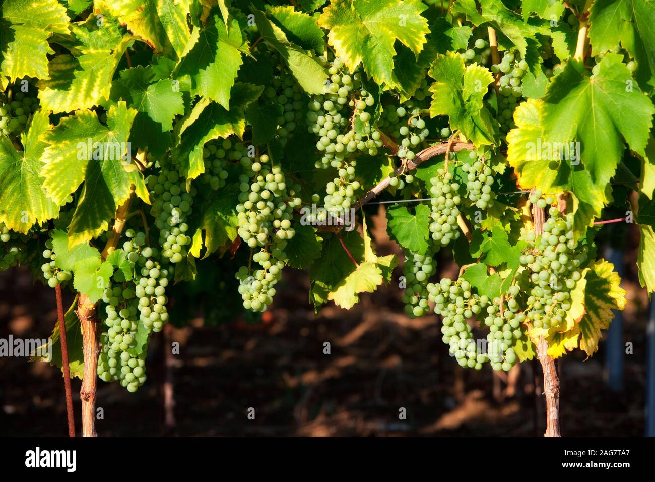 Croazia, Istria - closeup di uve da vino a vigneto in estate Foto Stock