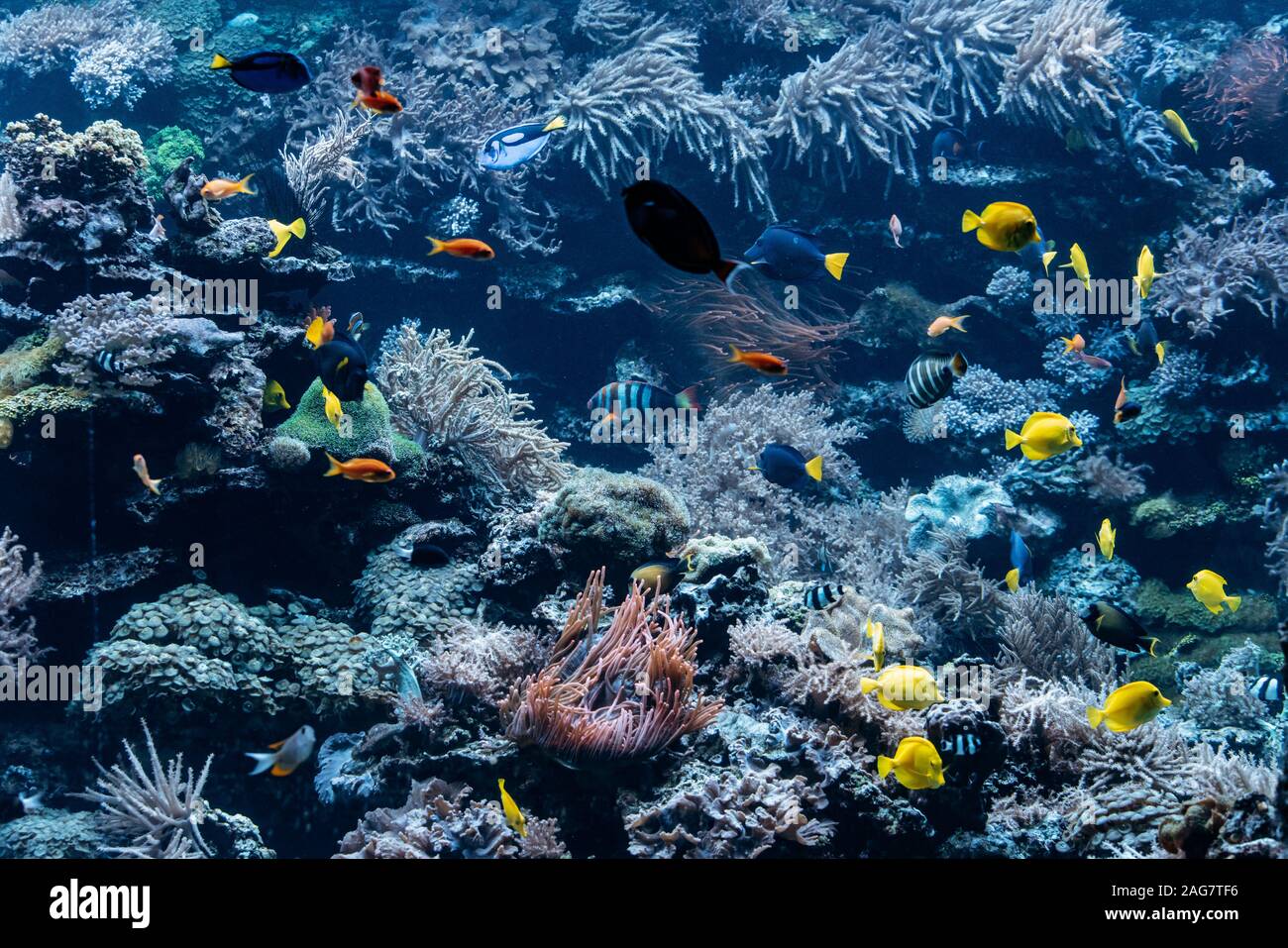Acquario con coralli, barriere coralline e pesci. Sea world Foto Stock