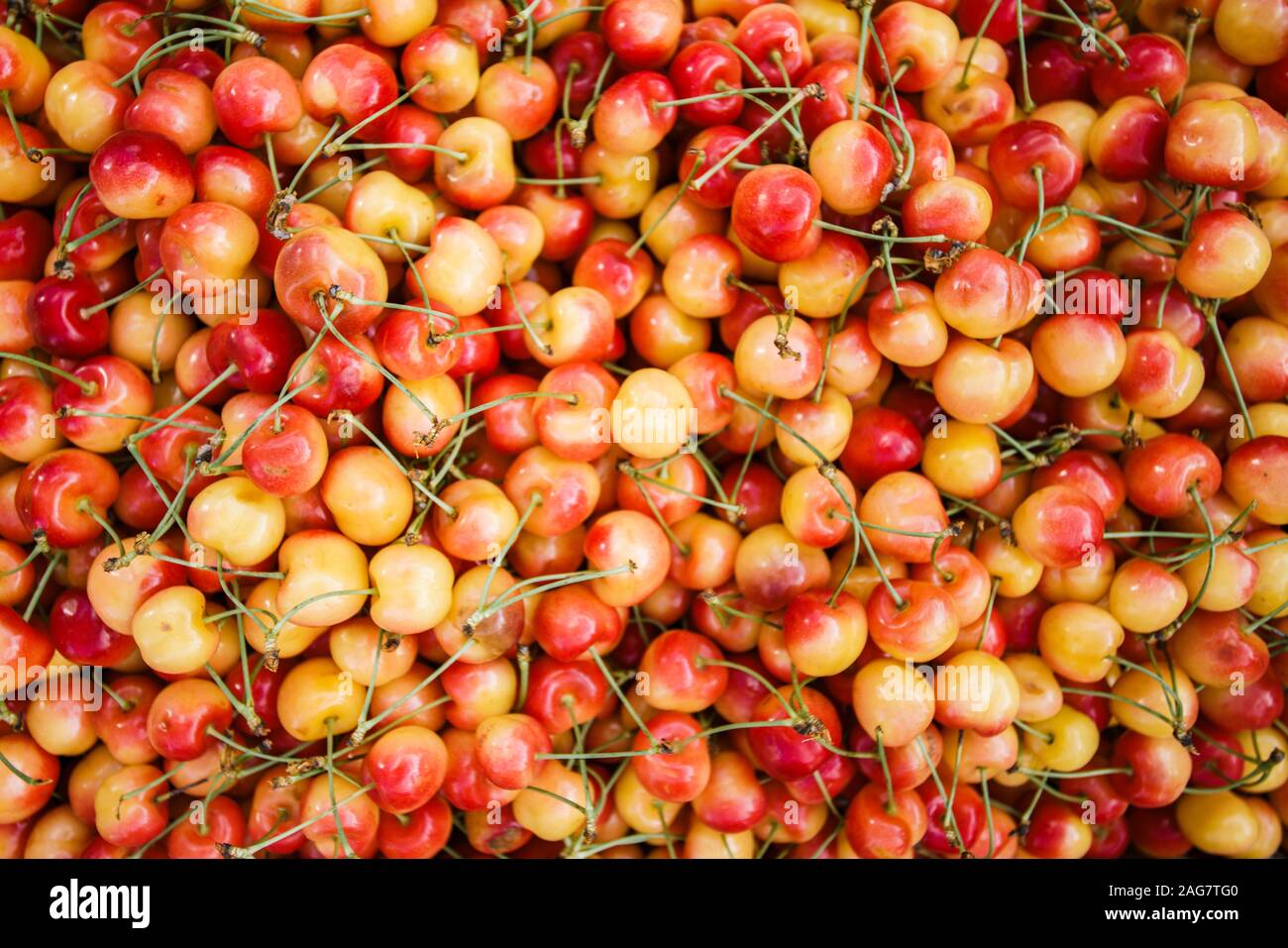 Un sacco di ciliegie. Bacche di colore giallo ciliegie. Sfondo di ciliegio. Foto Stock