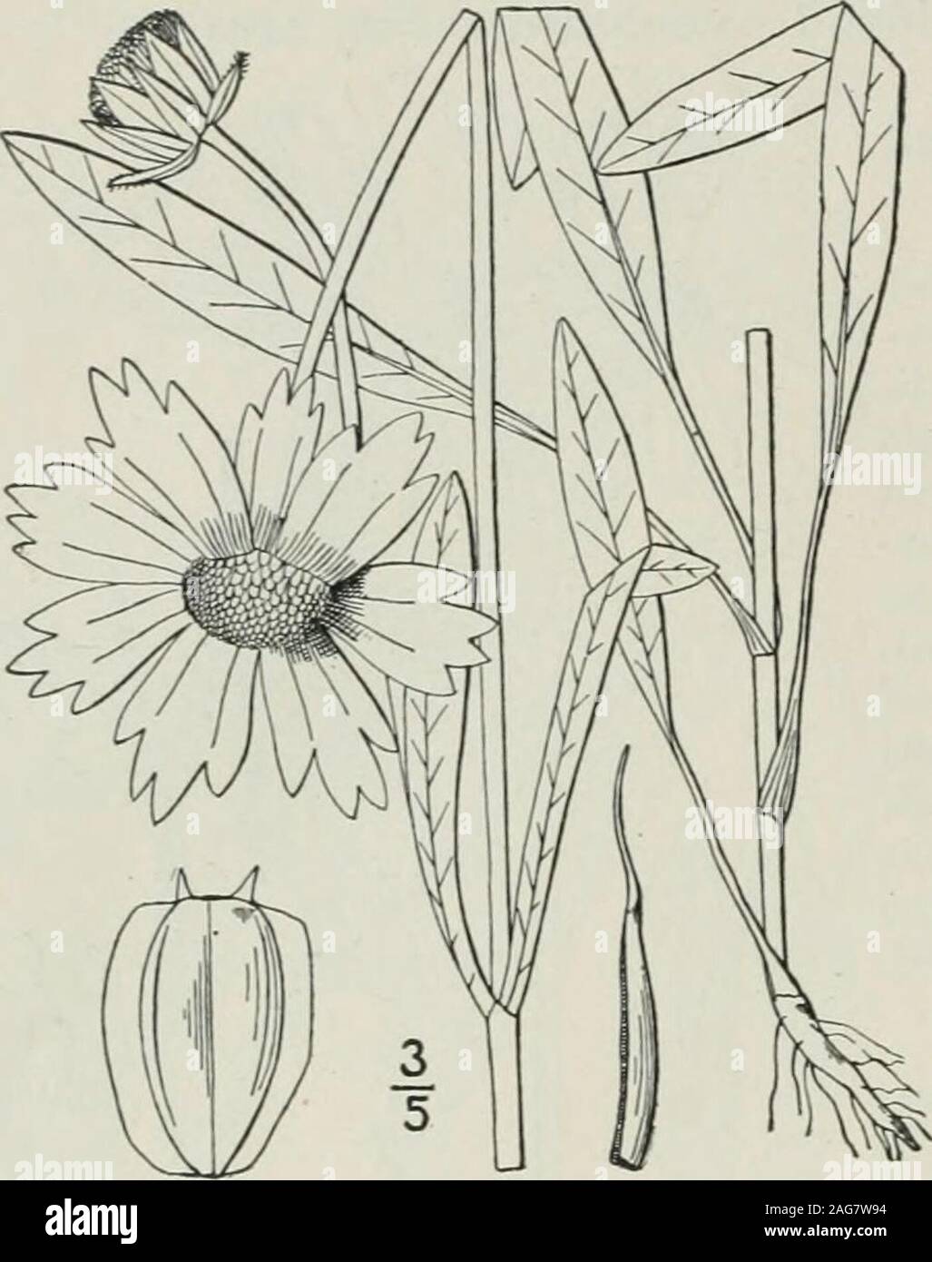. Una flora illustrata del nord degli Stati Uniti, il Canada e la British possedimenti : da Terranova al parallelo tra il confine meridionale della Virginia e dall'Oceano Atlantico verso ovest per il 102º meridiano. y quasi così ; lascia 1-2-pinnately parted in segmenti stretti. 4. C. grandifiora.Achenes con spesse, evolvente ali strette. 5. C. padiglione auricolare a. Lascia palmately 3-schisi o diviso; achenes senza callo. Lascia petioled, 3-diviso in segmenti lanceolate, o la tomaia entireLeaves sessili. Foglie rigide, profondamente a 3 lobi al di sopra della base.Lascia diviso per la base. Foglia-segmenti Foto Stock