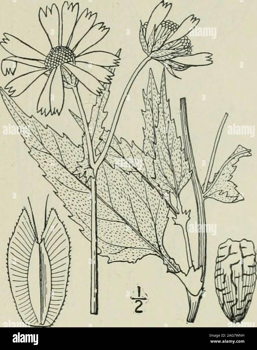 . Una flora illustrata del nord degli Stati Uniti, il Canada e la British possedimenti : da Terranova al parallelo tra il confine meridionale della Virginia e dall'Oceano Atlantico verso ovest per il 102º meridiano. lioides Cav. Icona. 2: 60. pi. 178. 179^-Verbesina encelioides A. Gray, Syn. Fl. io: Parte 2, Zi annuale; stelo densamente puberulent, molto ramificato,1°-2° alta. Lascia il muscolo deltoide-ovali o muscolo deltoide-lanceo-fine, sottile, 2-4 lungo, acuminate, acuti o smussata a theapex, grossolanamente dentato, o addirittura laciniate, verde andminutely pubescent sopra, pallido e densamente canescentbeneath, tutti alternativi, o t Foto Stock