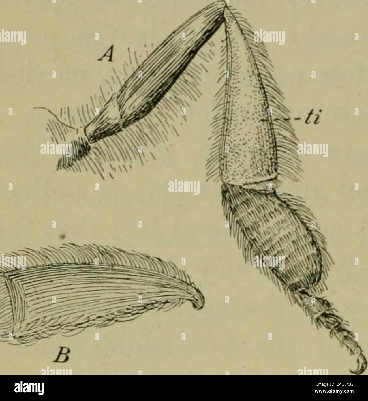 . Fondamenti di botanica. eventuali insetti dipendono principalmente o totalmente all'nectarand il polline dei fiori per il loro cibo. Tale visita insectsusually durante un viaggio da un solo tipo di fiore,e quindi portare ma un tipo di polline. Andando straightfrom un fiore all'altro con questo essi wastefar evidentemente meno il polline rispetto al vento o acqua deve rifiuti. Esso istherefore chiaramente vantaggiosa per i fiori per sviluppare suchadaptations come montarli per attirare i visitatori di insetto e togive al polline di quest'ultimo e ricevere da loro. 426. Apparecchiatura Pollen-Carrying di insetti.^-formiche andsome coleotteri che Foto Stock