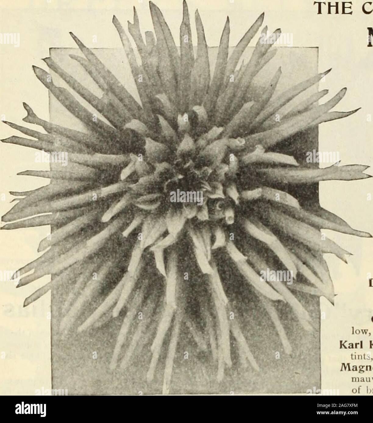 . Dreer's 1913 giardino prenota. T W MI AMI- LA CREMA DEL NUOVO CACTUS DALIE a IOI2. Australiano. Un brillante ricca viola, con hright crimson suffusion; uno dei migliori.Chevrefeville. Base di petali giallo, graduallypassing di albicocca e rosa, con il cedro-yellowpoints.Colombo. Molto grande incurvata fiori, di un sol- ferino rose, con mentre centro oscurata,Comte de Lambert. Un grande fiore, di un richcarmine-rosso, viola ombreggiato, inversione di petalsamaranth-red.Daydream. Il miele-giallo, con luminosi yellowcenter e salmone-rose sfumature; andpretty delicato, di forma perfetta.esordiente. Lungo e stretto, incurvata Foto Stock
