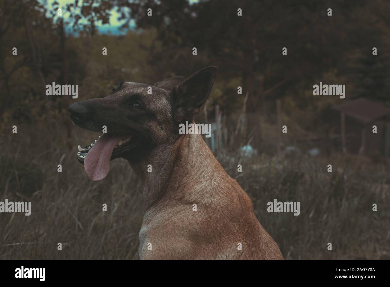 Colpo di closeup ad angolo basso di un cane di Taiwan che guarda a. il lato in cerca di avventure Foto Stock