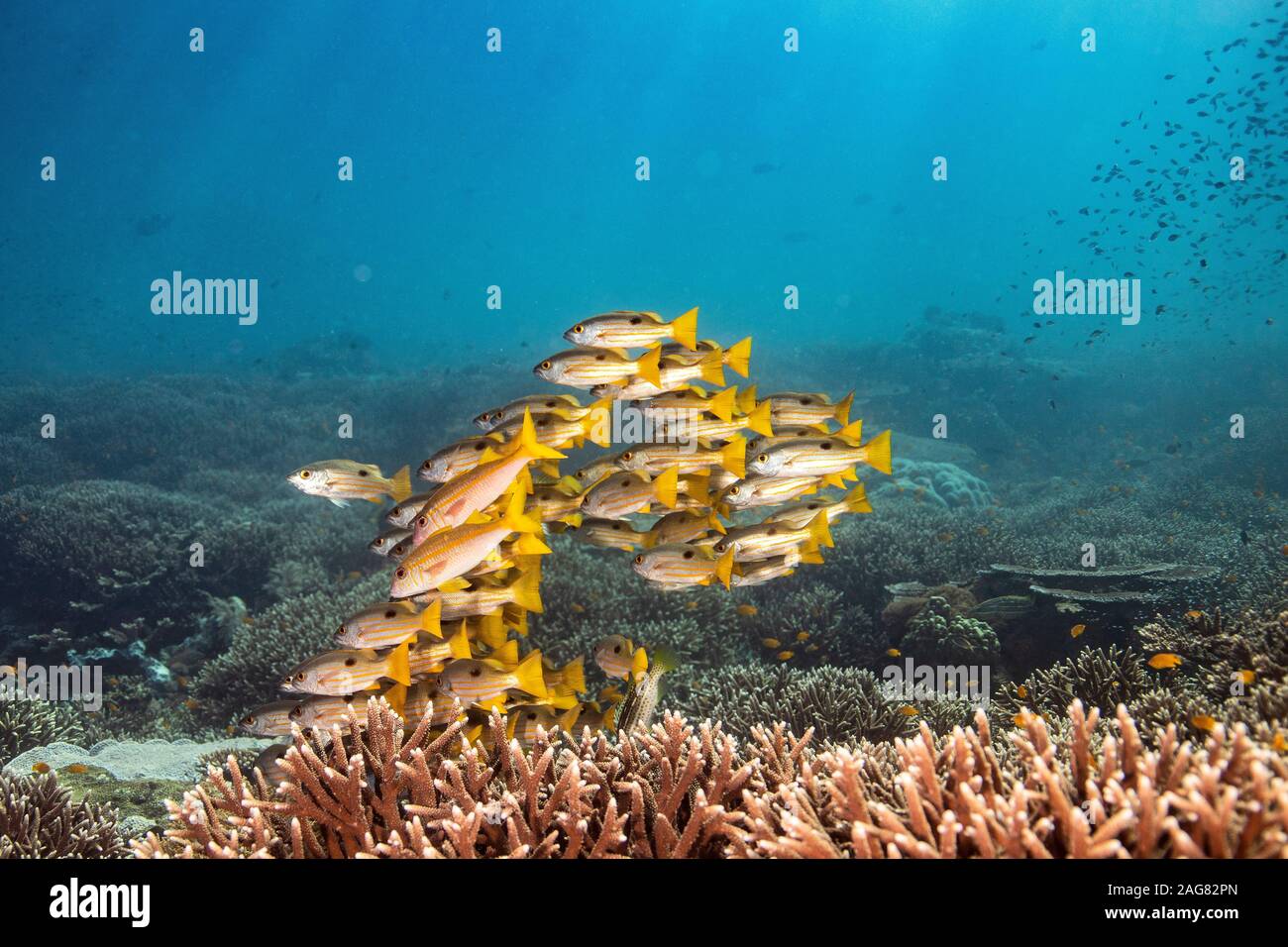 Diversi pesci tropicali e coralli nelle immersioni subacquee a raja ampat, Indonesia Foto Stock