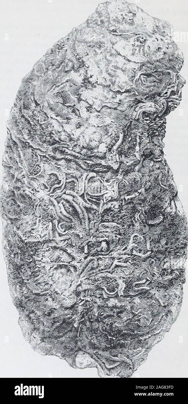 . Metodi e risultati : Relazione sulle ostriche del fiume James, Va. e di Tangeri e Pocomoke suoni, Maryland e Virginia. ssful spatting su thesebeds nel 1876; e come la terza classe rappresenta nel complesso le ostriche della stagione di 1877 e 1878,e come i rapporti tra quelli di quella classe e quelli della seconda è piccolo, deduco che il seasonsof 1877-78 erano cattive quelle riproduttiva. Di nuovo, la quarta classe è principalmente di questo decennio la crescita,e il rapporto della quarta alla terza classe è grande, da cui deduco-qual è stato il caso che thespatting della scorsa stagione su questi letti era suc Foto Stock