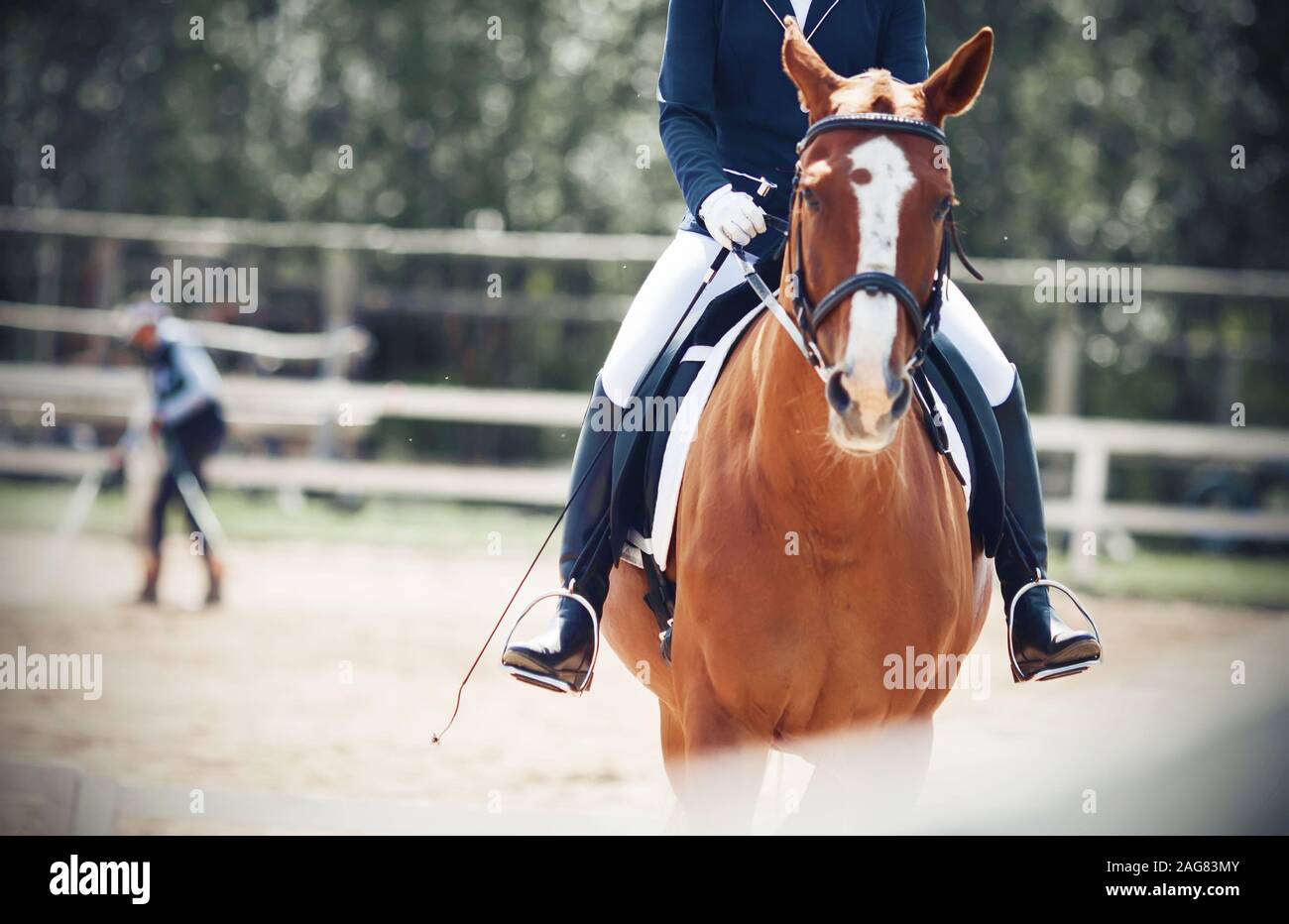 Il cursore scorre un sorrel horse con un punto di colore bianco sul suo  fronte che