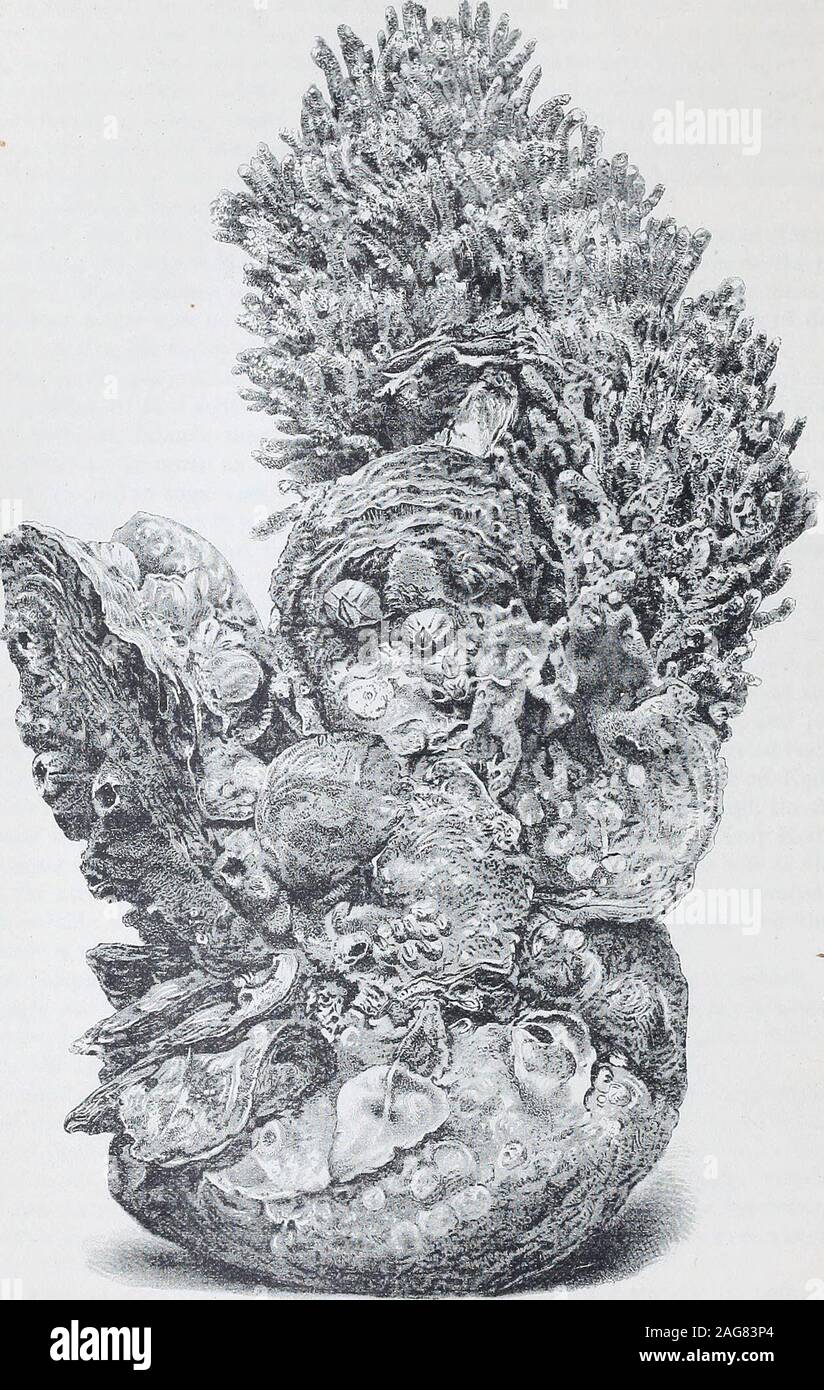 . Metodi e risultati : Relazione sulle ostriche del fiume James, Va. e di Tangeri e Pocomoke suoni, Maryland e Virginia. attaccato al theclusters, e la coppia di prima e seconda classe le ostriche sono state coperte e gli interstizi betweenthem riempito con quelli della terza e quarta classi; numeri di cirripedi sono anche stati trovati, andsome crepidula, ma tubicola erano presenti soltanto in piccole quantità. Le ostriche trovato su letti che sono stati molto lavorato differire materialmente, essendo unico andbroader in confronto alla loro lunghezza, rotonda e con blunt fatture. Essi sono di solito di colore scuro,aud h Foto Stock