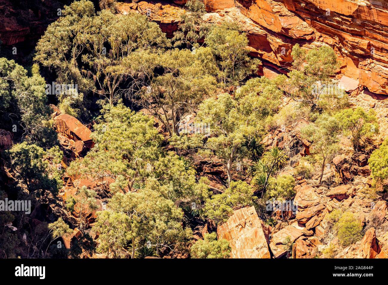 Il fondovalle è ricoperto in gomma alberi al Kings Canyon. Territorio del Nord, l'Australia Foto Stock