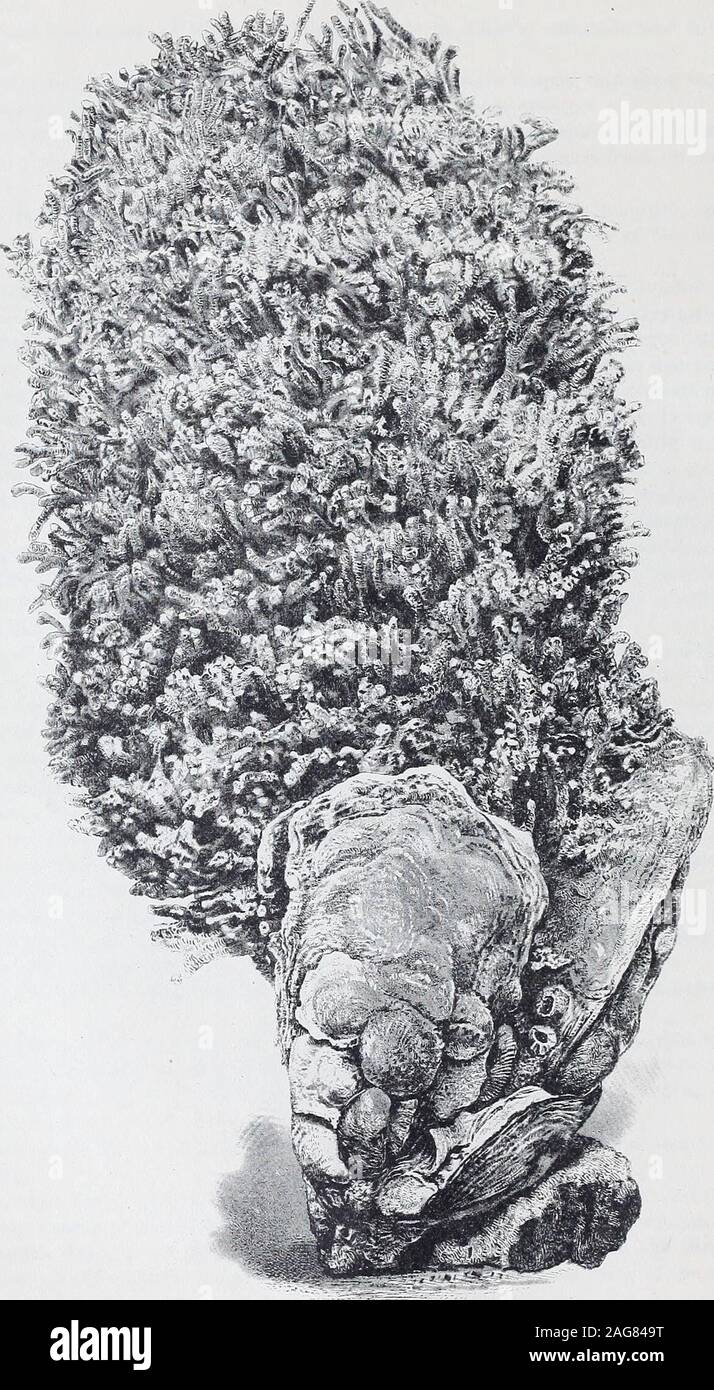 . Metodi e risultati : Relazione sulle ostriche del fiume James, Va. e di Tangeri e Pocomoke suoni, Maryland e Virginia. Indagini di carattere dell'acqua, soprattutto per quanto riguarda la sua aumentata o dimin-ished densità. Indagini di carattere del fondo e la sua influenza sull'ostrica. La determinazione della direzione e velocità delle correnti e tale raccolta di statisticsof ostrica di commercio e di prodotti della pesca come dovrebbe mostrare la sua attuale condizione e dare un valore alla dredg-fattore ing; e infine: una raccolta e studio della fauna dei letti, particula Foto Stock