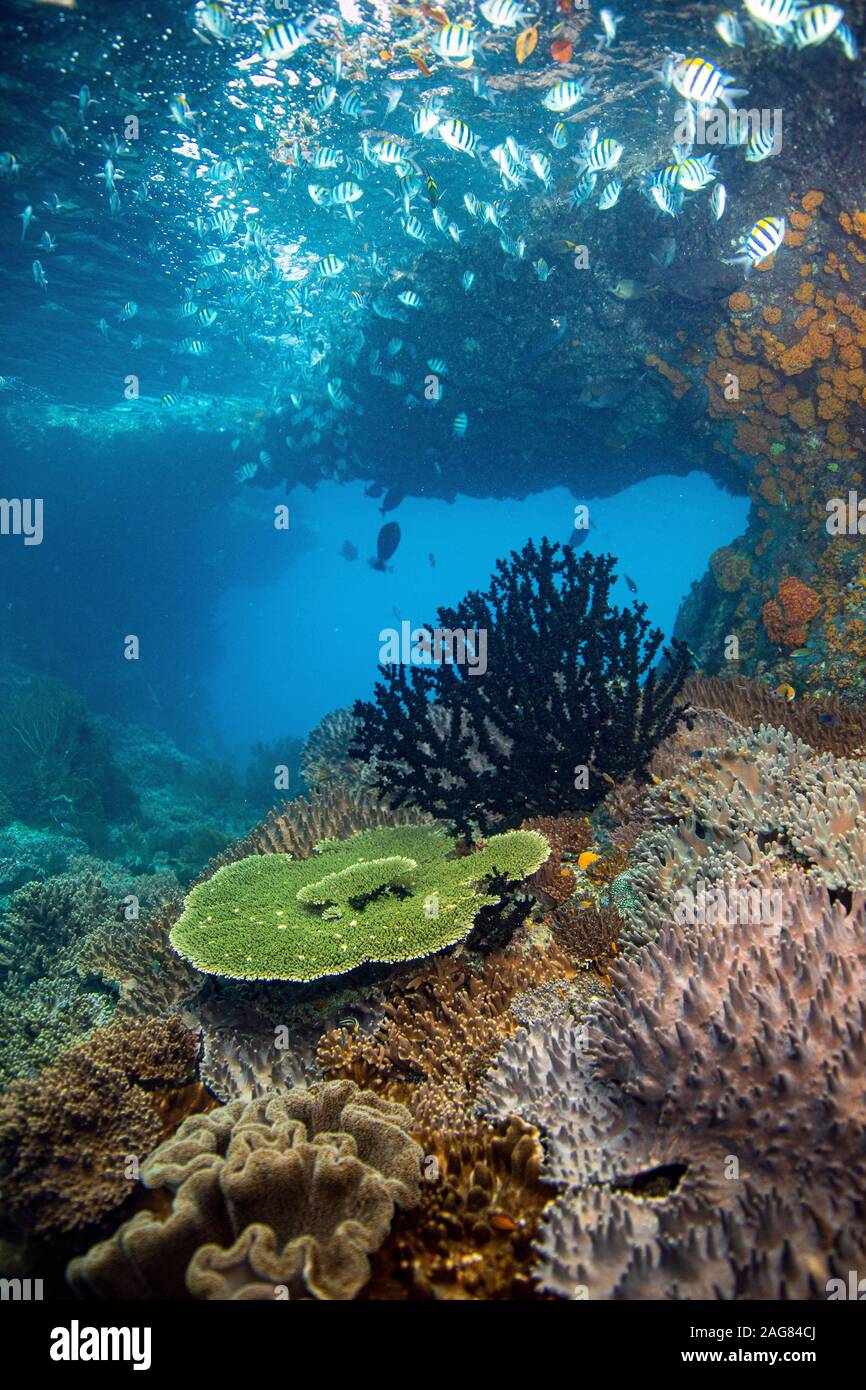 Diversi pesci tropicali e coralli nelle immersioni subacquee a raja ampat, Indonesia Foto Stock