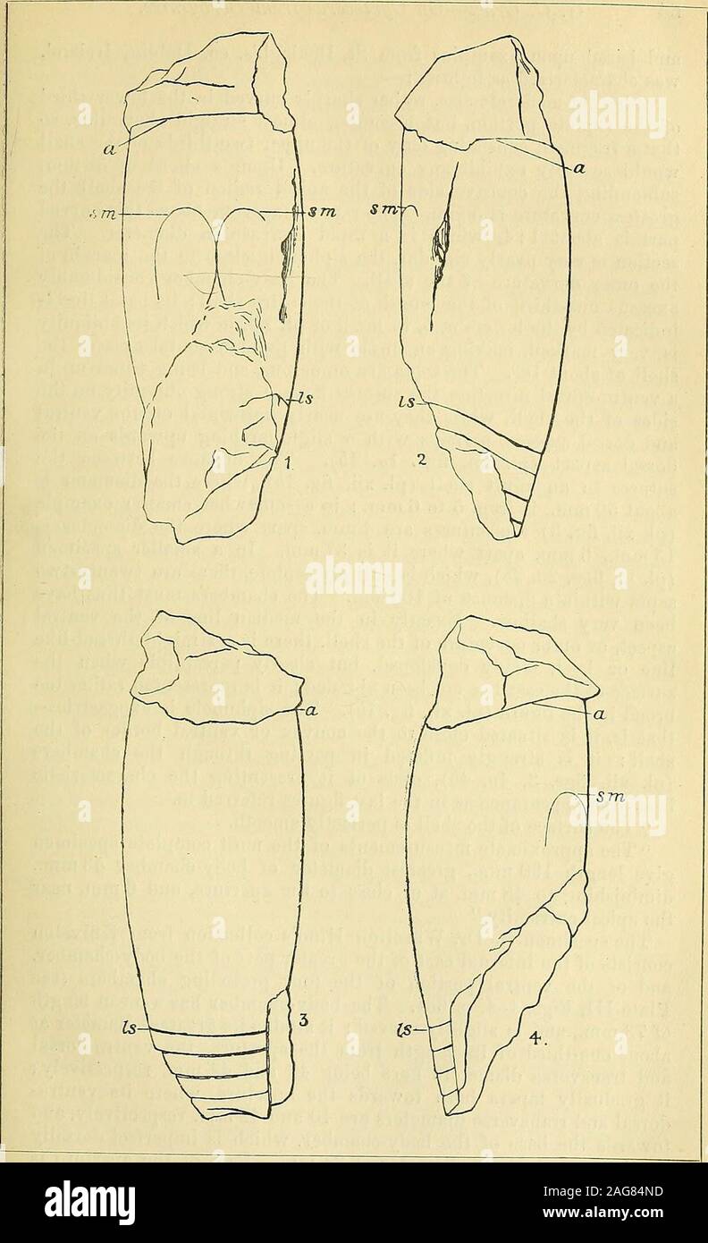 . Geological magazine. nd pro-duced l'aspetto che ha portato alcuni osservatori alle conclusionthat i geyser si è verificato in quel periodo. 6. L'età della foresta pietrificata, Gebel Ahmar Sands andSandstone, e l'Associato-lava fluisce, è senza dubbio il Oligocene,come questi depositi rientrano tra Eocene e basso Miocene letti. V.-su un provino di Cyrtoceras (Melooeras) apicale dal calcare carbonifero, Kniveton, Derbyshire. Da G. C. Crick, F.G.S., del British Museum di storia naturale). (Piastra III.) rpHE esemplare che forma oggetto della presente com-JL munication è un frammento di Foto Stock