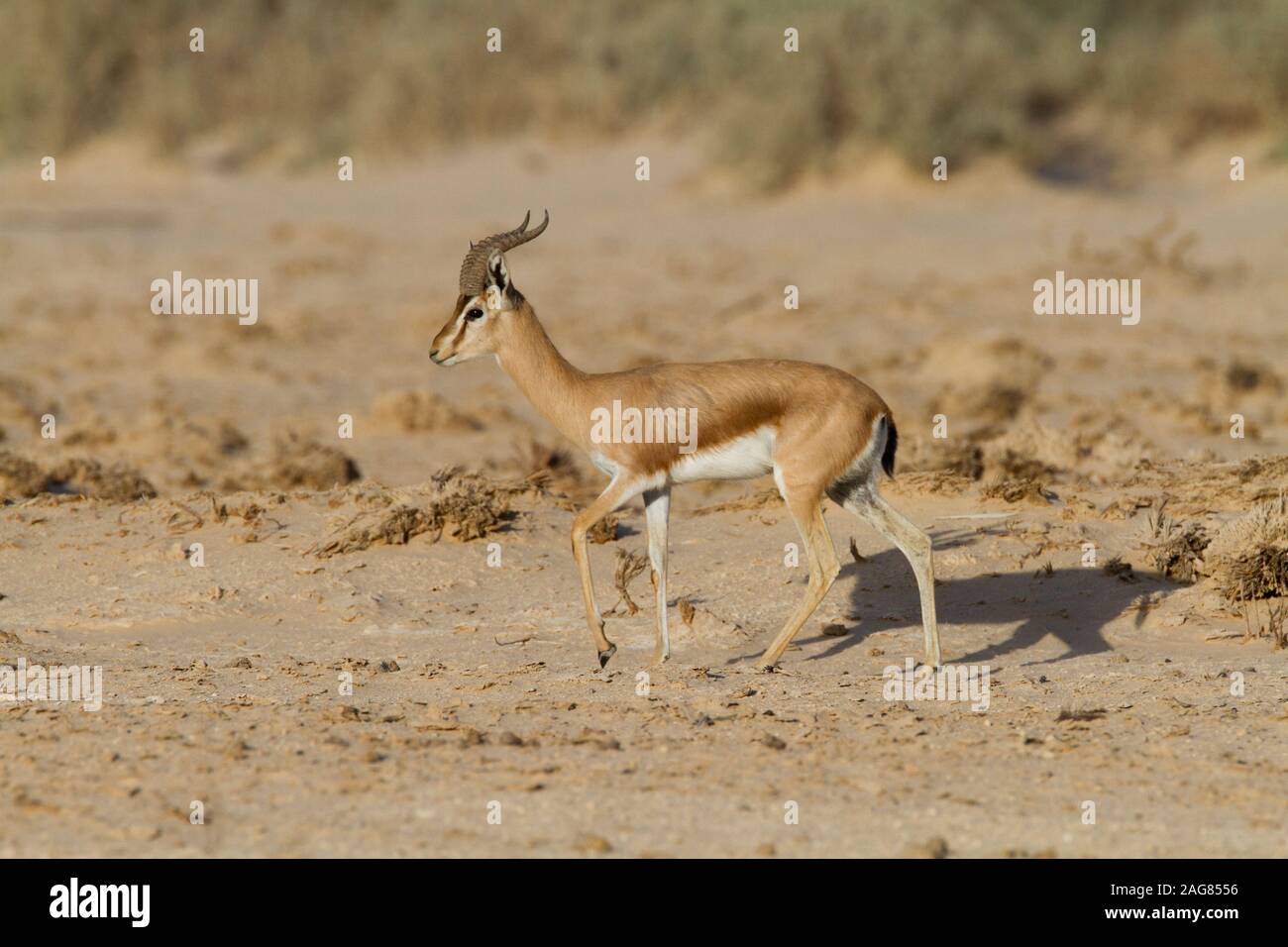 La gazzella Dorcas (Gazella dorcas), noto anche come ariel gazelle, è un piccolo comune e gazzella. La gazzella Dorcas sorge a circa 55-65 cm a s Foto Stock