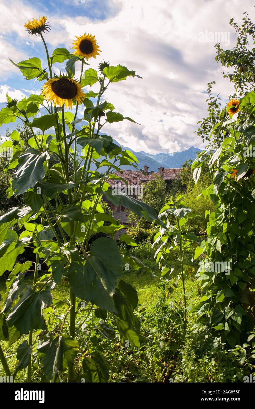 Girasoli, Via Ettore Fieramosca, Canale di Tenno, Trentino-Alto Adige, Italia Foto Stock