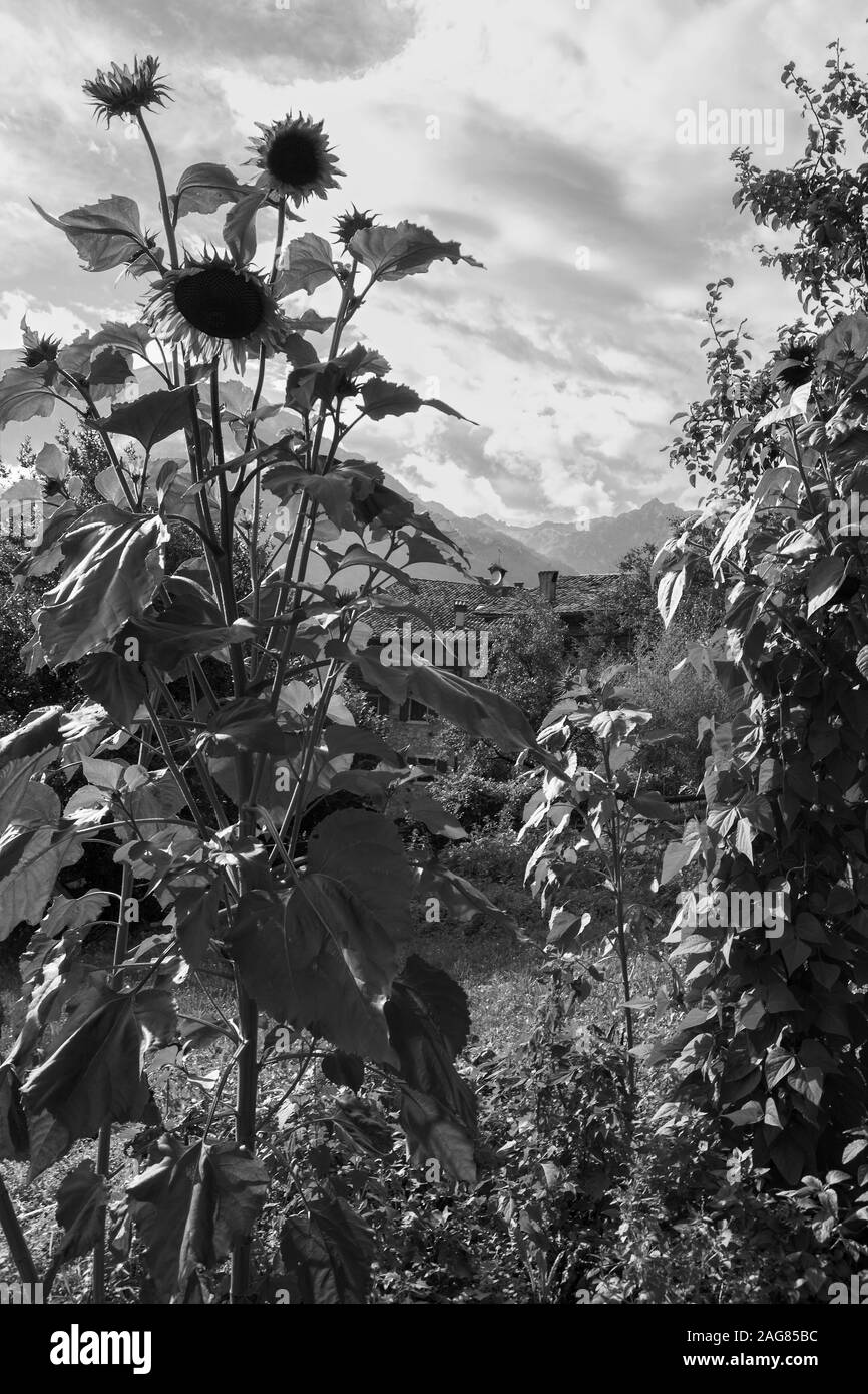 Girasoli, Via Ettore Fieramosca, Canale di Tenno, Trentino-Alto Adige, Italia. Versione in bianco e nero Foto Stock