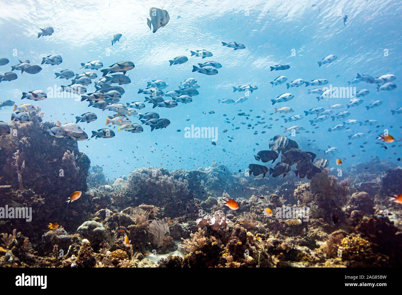 Diversi pesci tropicali e coralli nelle immersioni subacquee a raja ampat, Indonesia Foto Stock
