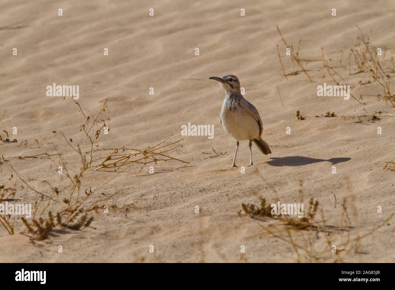 Maggiore upupa-lark nel deserto. La maggior upupa-lark (Alaemon alaudipes) è un allevamento residente di zone aride, deserto e semi-deserto regioni dal Foto Stock