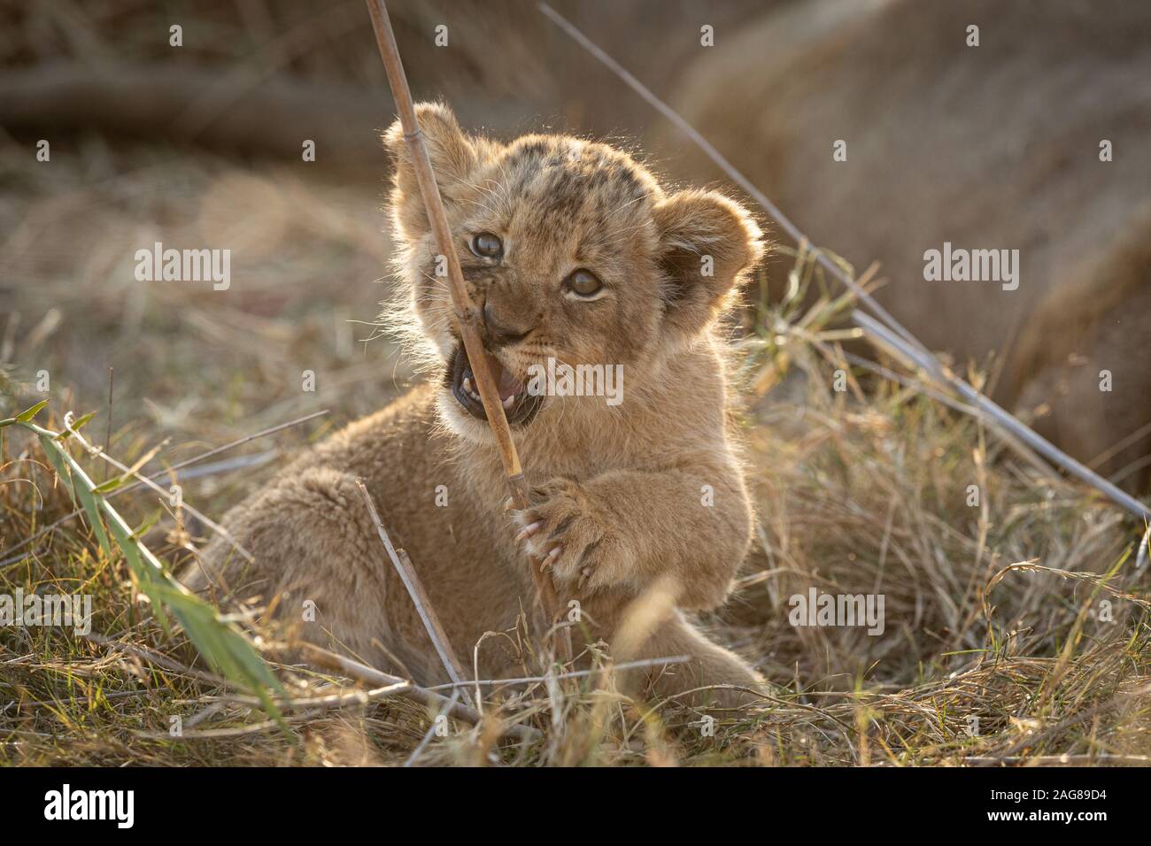 Giovani Lion Cub nel Parco di Kruger, Sud Africa, giocando con un bastone Foto Stock