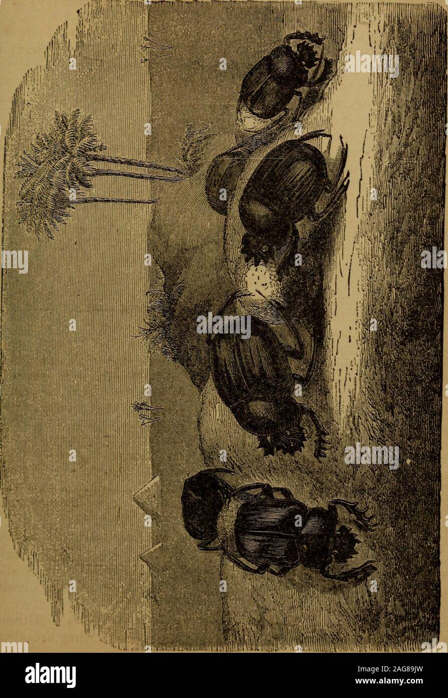 . Poca gente in piume e pelliccia, e altri in né. che Questo è fatto, theinsect ritorna all'oggetto desiderato, ne fa una pallina e rullo proceedsto questa palla circa nella sporcizia, fino a quando essa è piuttosto dura all'esterno,e ha un rivestimento di polvere. Mi hanno detto che prima chela sfera è avviato, un uovo è collocato in esso. Quando viene laminato per un periodo abbastanza lungo, operosa poco workerpushes nel foro che non è pronta e la copre withdirt. A tempo debito i portelloni di uovo, il giovane grub upthe mangia il cibo fornito da sua madre, e viene fuori dopo un po' di tempo - aperfect Beetle stesso Foto Stock