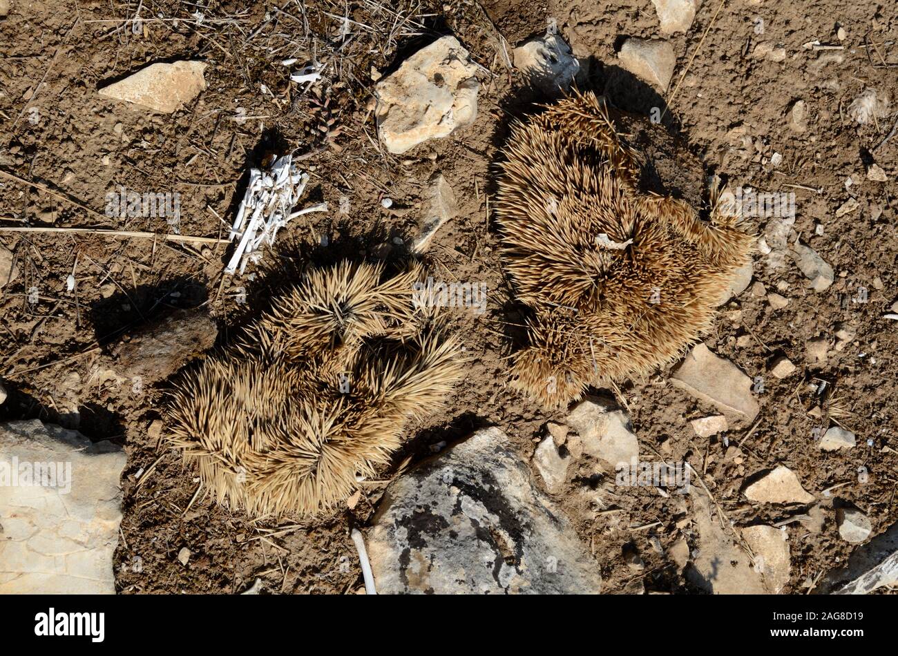 Spellate il riccio o porcospino pelli e ossa riccio (Erinaceus europaeus) o pellet rigurgitato dal Gufo reale Foto Stock