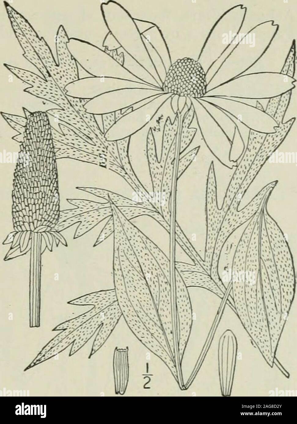 . Una flora illustrata del nord degli Stati Uniti, il Canada e la British possedimenti : da Terranova al parallelo tra il confine meridionale della Virginia e dall'Oceano Atlantico verso ovest per il 102º meridiano. un fiore. Fig. 4451. Rudbeckia laciniata L. Sp. PI. 906. 1753. Perenne; lo stelo molto ramificato, glabrous o nearlyso, 3°-I2° alta. Lascia piuttosto sottile, minutamente pubes-cento sui margini e superficie superiore e ampia, thebasal e quelli inferiori a lungo petioled, spesso 1° ampia,pinnately 3-7-divisa, i segmenti variamente toothedand lobate; stelo lascia a breve petioled, 3-5-partedor divid Foto Stock
