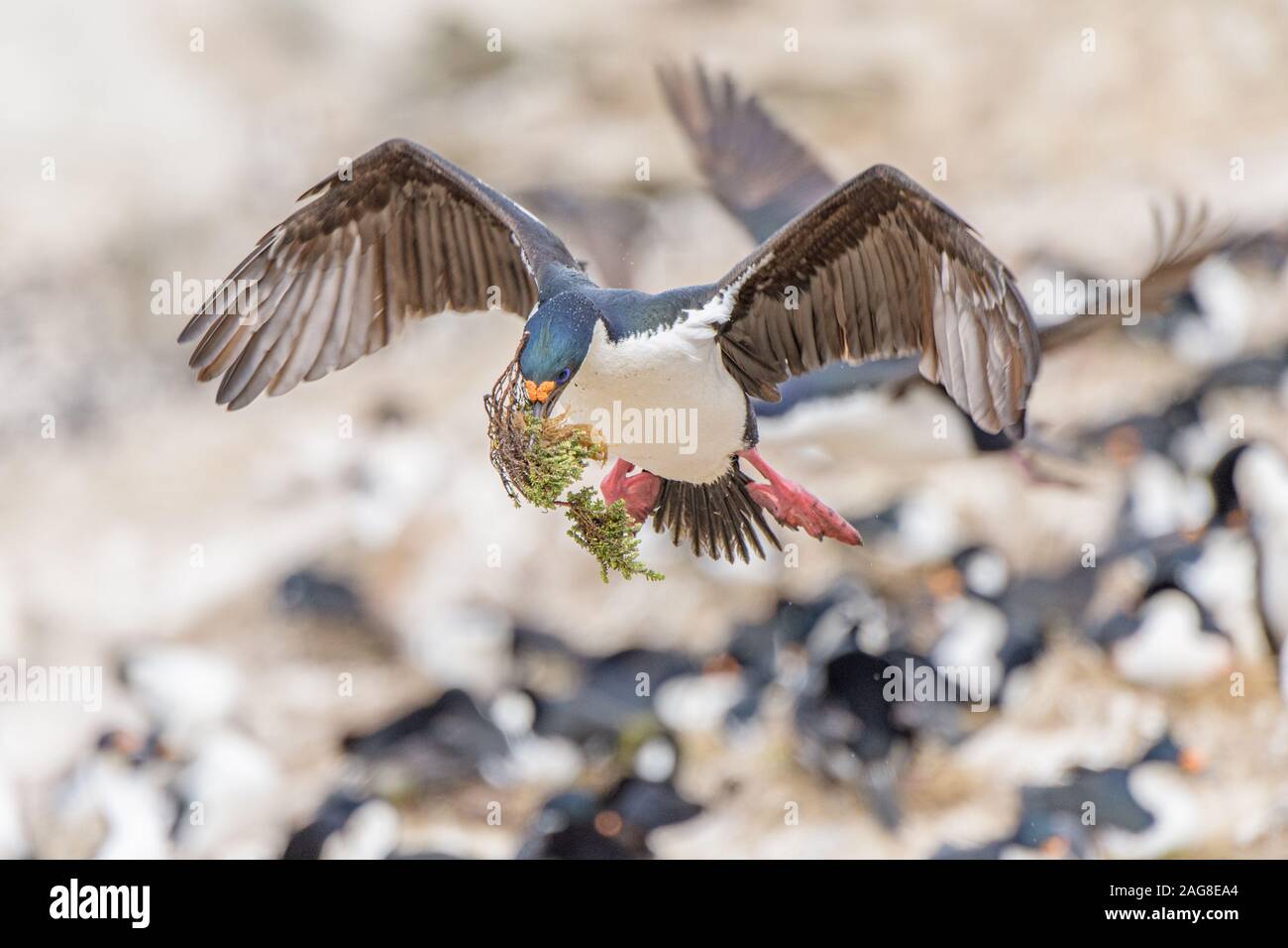 Cormorano che vola con materiale per il nuovo nido preso nelle Isole Falkland Foto Stock