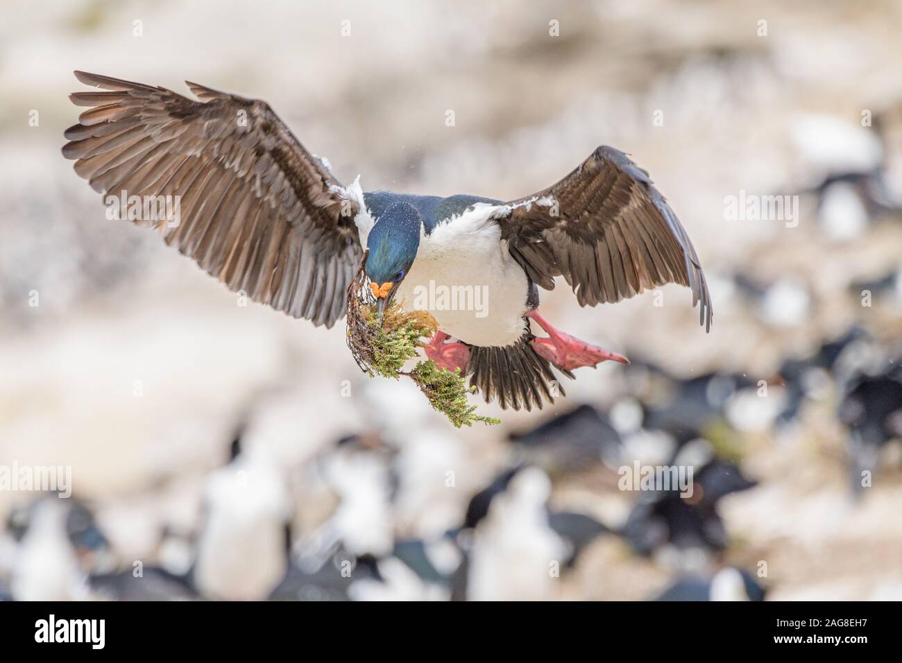 Cormorano che vola con materiale per il nuovo nido preso nelle Isole Falkland Foto Stock