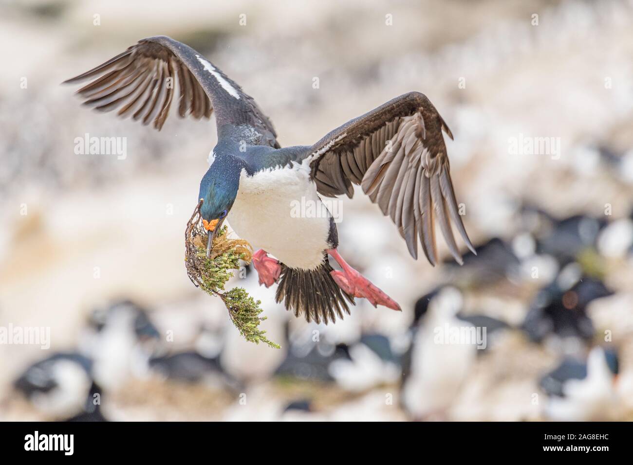 Cormorano che vola con materiale per il nuovo nido preso nelle Isole Falkland Foto Stock