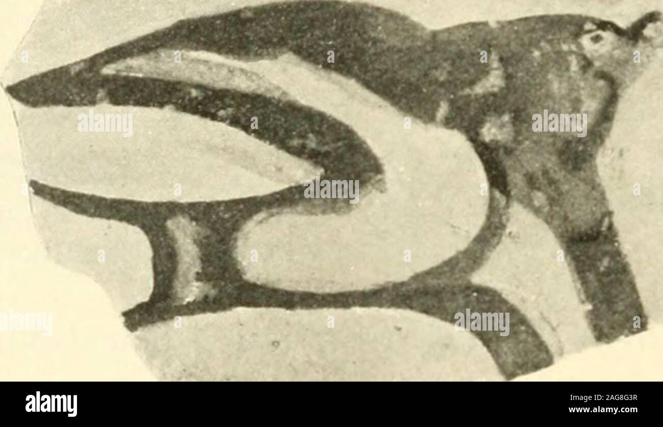 . Scavi a Phylakopi in Melos,. Fic. 92.-frammento con Fiainc Swallow (1 : 1). nique da altri uccelli sulla PI. XXL, sebbene evidentemente appartiene al tessuto stesso ; è delineato in bianco e nero e il suo corpo è riempito con il bianco (scarcelydistinguishable dal circostante lo slittamento del bianco), mentre vi è anche una fila ofthree macchie bianche in tutta la sua coda. Come una parete olance mostrano la Melian gli uccelli sono strettamente affini a quelli su ilperno-tomba vasi da Micene. Questa predilezione per gli uccelli è uno dei primi featuresof vaso micenea-pittura e non è irragionevole per tenere traccia lacoppia di influenza di Eg Foto Stock