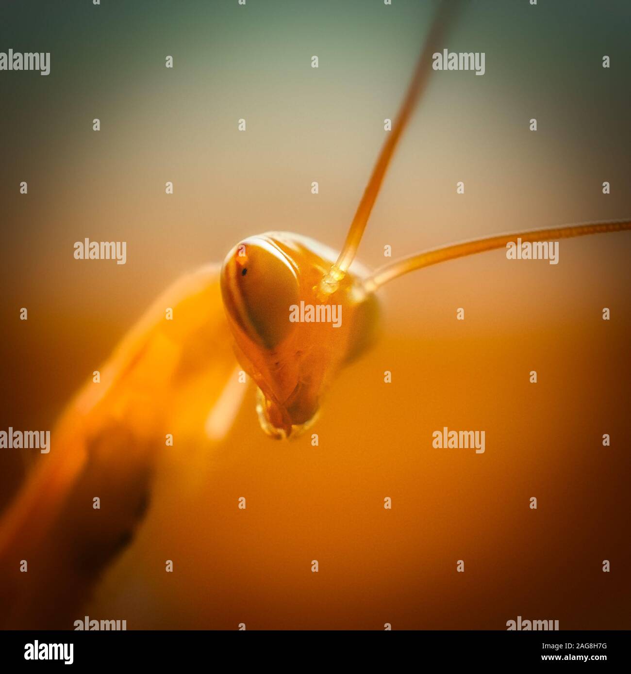 Colpo di closeup della testa di un insetto Manta su sfondo arancione Foto Stock