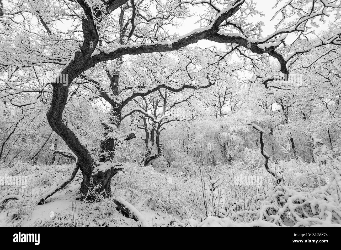 Affascinante scatto di una foresta con alberi ricoperti di neve in inverno - perfetto per una carta da parati Foto Stock