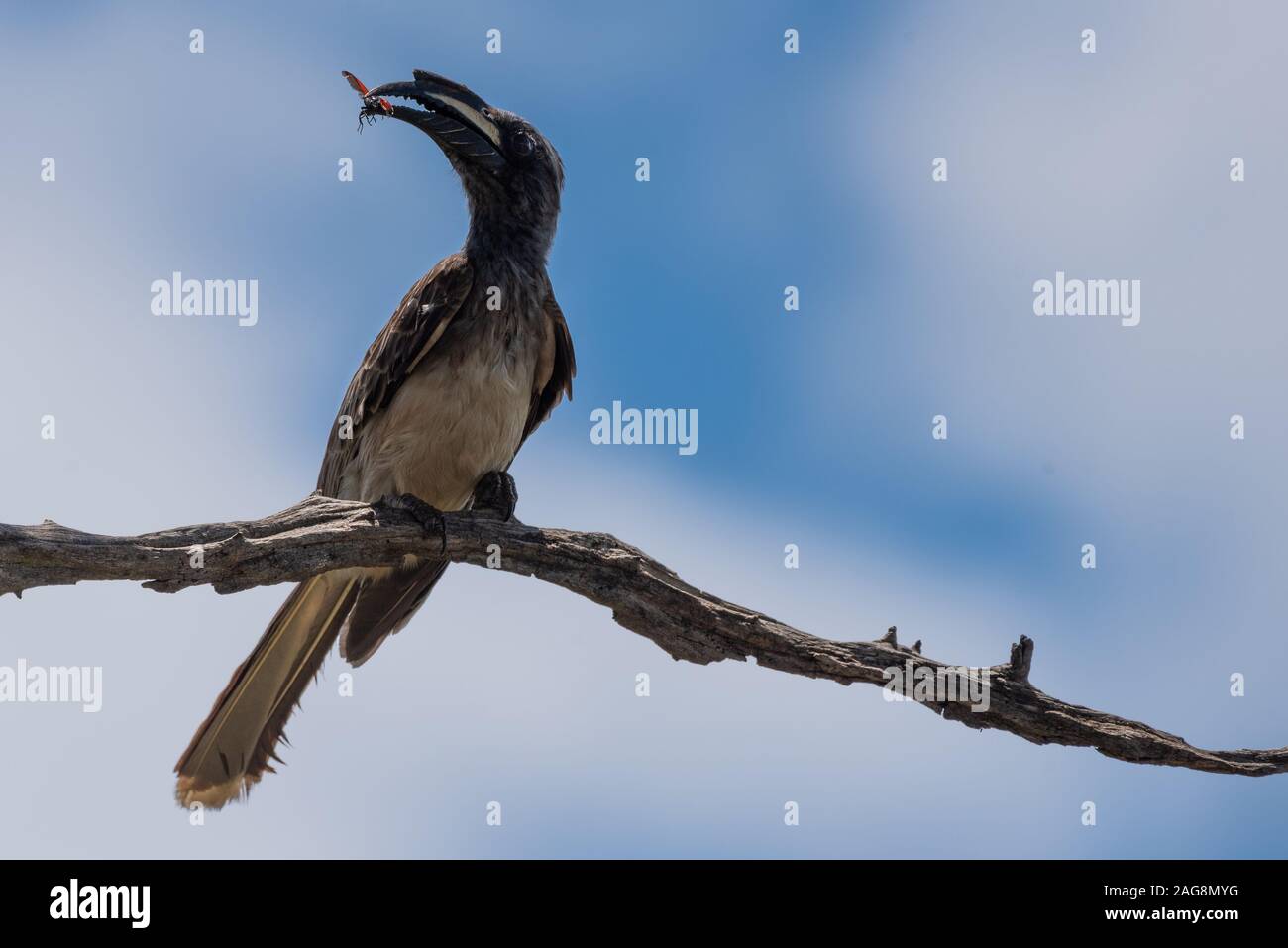 Parco Nazionale di Kruger, Sud Africa. Un africano grigio Hornbill - Tockus nasutus - si siede su un ramo secco con un insetto alato detenute nel suo becco Foto Stock