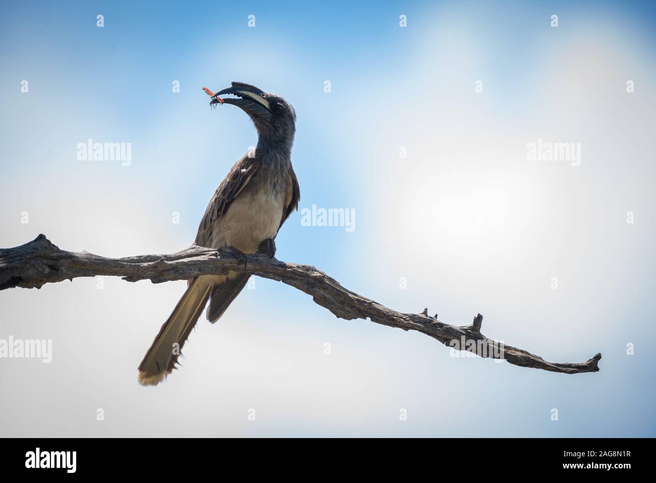 Parco Nazionale di Kruger, Sud Africa. Un africano grigio Hornbill - Tockus nasutus - si siede su un ramo secco con un insetto alato detenute nel suo becco Foto Stock