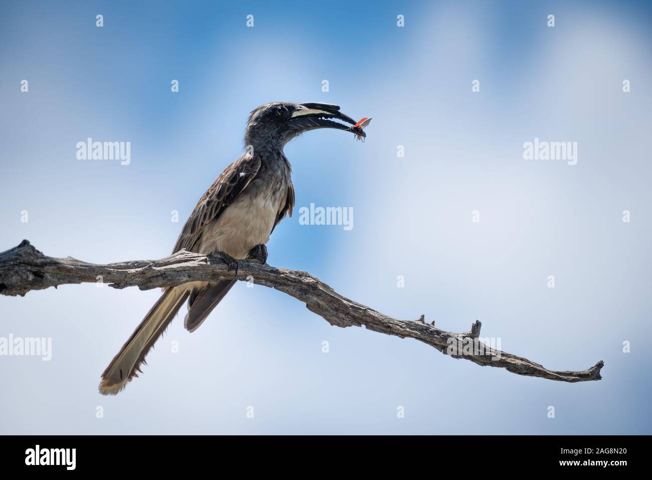 Parco Nazionale di Kruger, Sud Africa. Un africano grigio Hornbill - Tockus nasutus - si siede su un ramo secco con un insetto alato detenute nel suo becco Foto Stock
