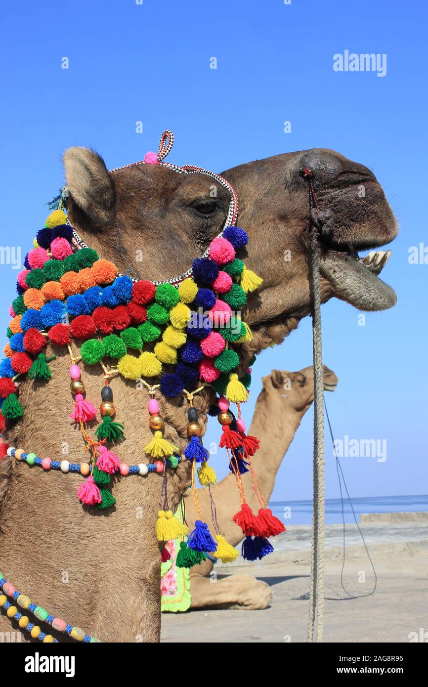 Decorate cammelli nel grande Rann di Kutch, Gujarat, India Foto Stock