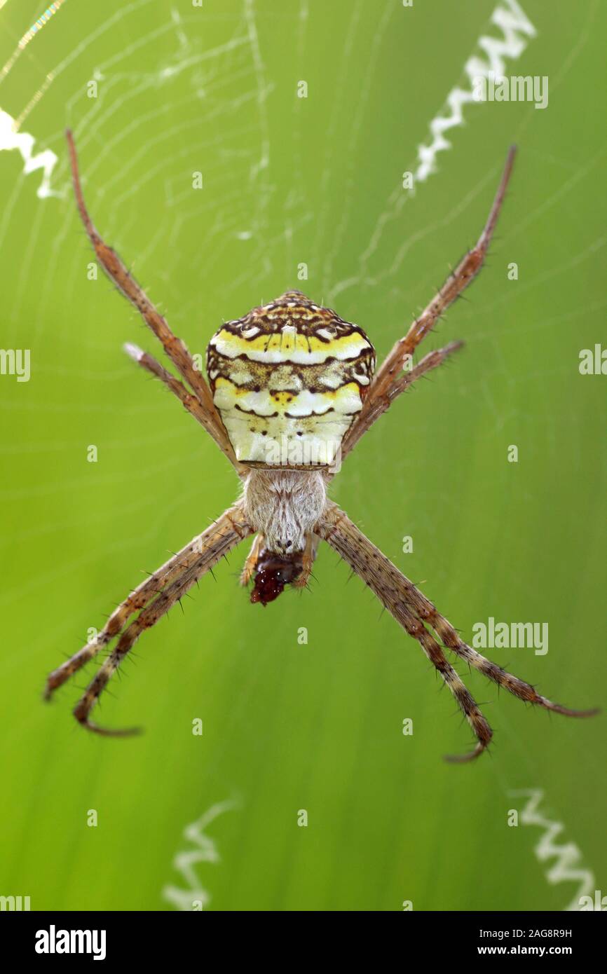 Firma Spider - Argiope sp. mangiare preda Gujarat, India Foto Stock