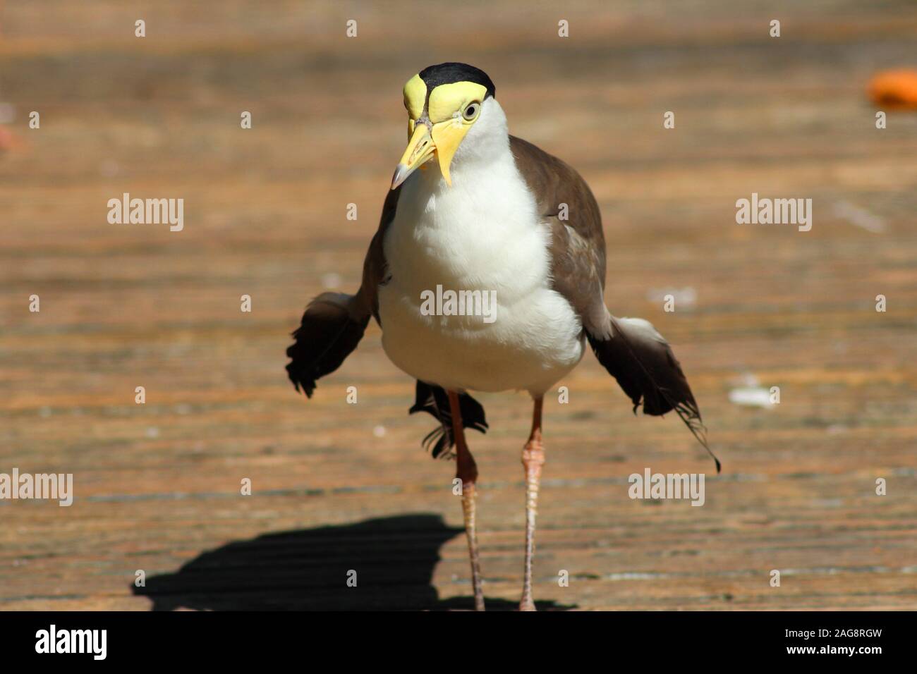 Primo piano di un simpatico uccello mascherato che lambing su un sfondo sfocato Foto Stock