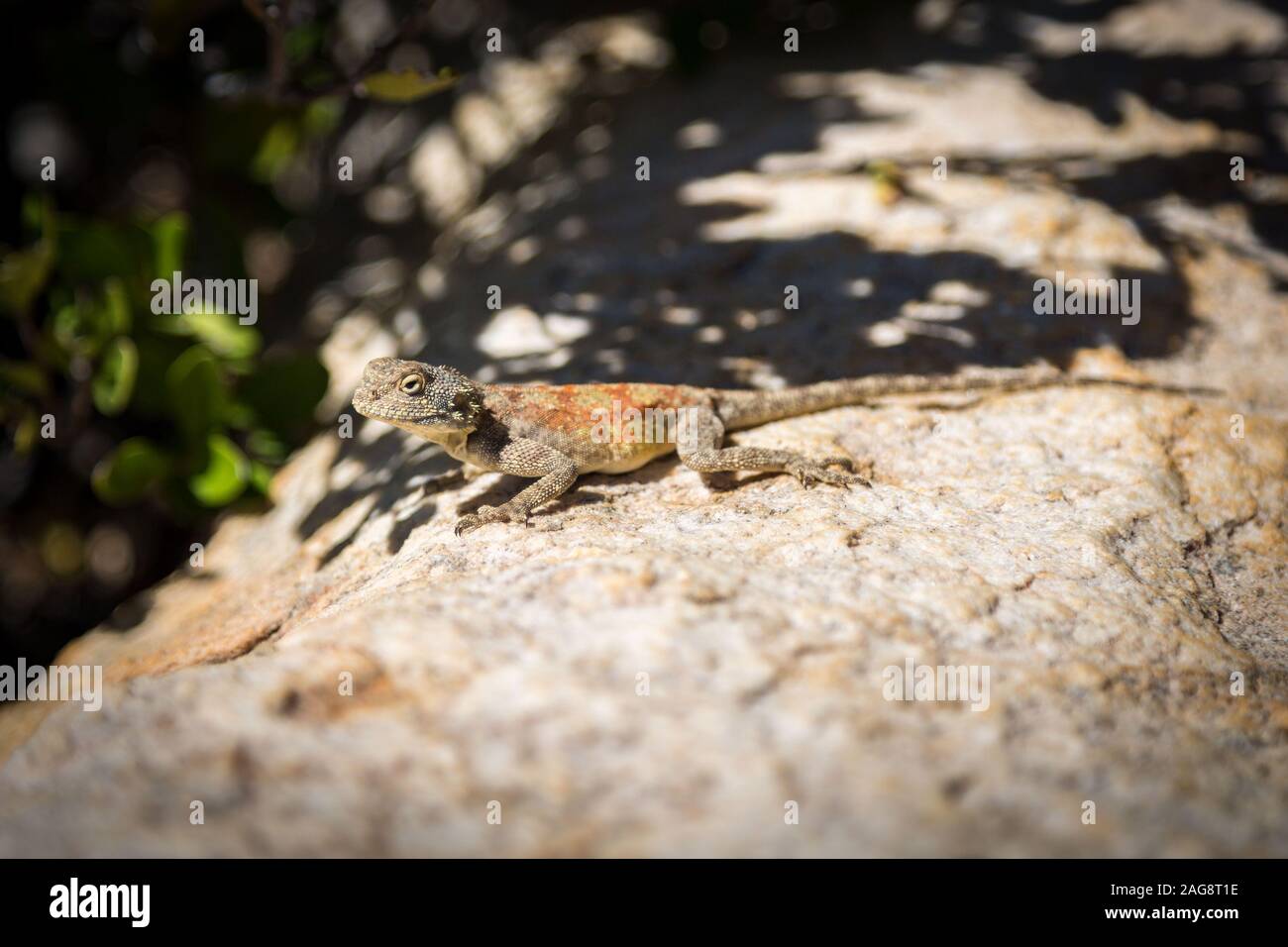 Lizard con un arancio-verde modello sulla sua schiena e un corpo marrone, seduto su una pietra al sole, Sud Africa Foto Stock