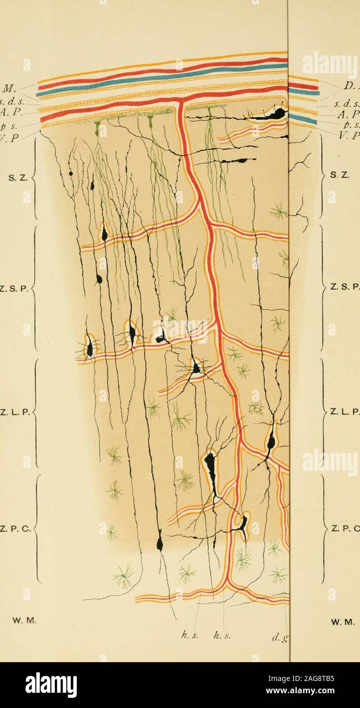 . La follia di una sovraesercitazione del cervello : essendo il Morison le lezioni tenute prima del Royal College of Physicians di Edinburgo, sessione 1894. ssione. Era mia intenzione di discutere il trattamento della mania activeidiopathic e melanconia durante questo corso di lezioni ; I 66 La follia di una sovraesercitazione del cervello. ma le varie manifestazioni hanno occupato tanto timethat loro considerazione deve essere differita per qualche altra occasione.mi sostengono, tuttavia, mi hanno rispettato la promessa fatta nel firstlecture per discutere il trattamento delle prime condizioni producedby una sovraesercitazione, sta Foto Stock