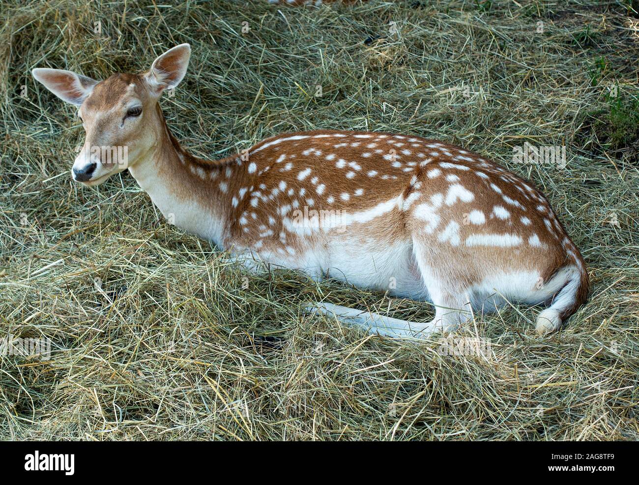 Female Fawn Fallow Deer Rilassarsi in Un Campo vicino Montriond a Portes du Soleil Alpi francesi Francia Foto Stock