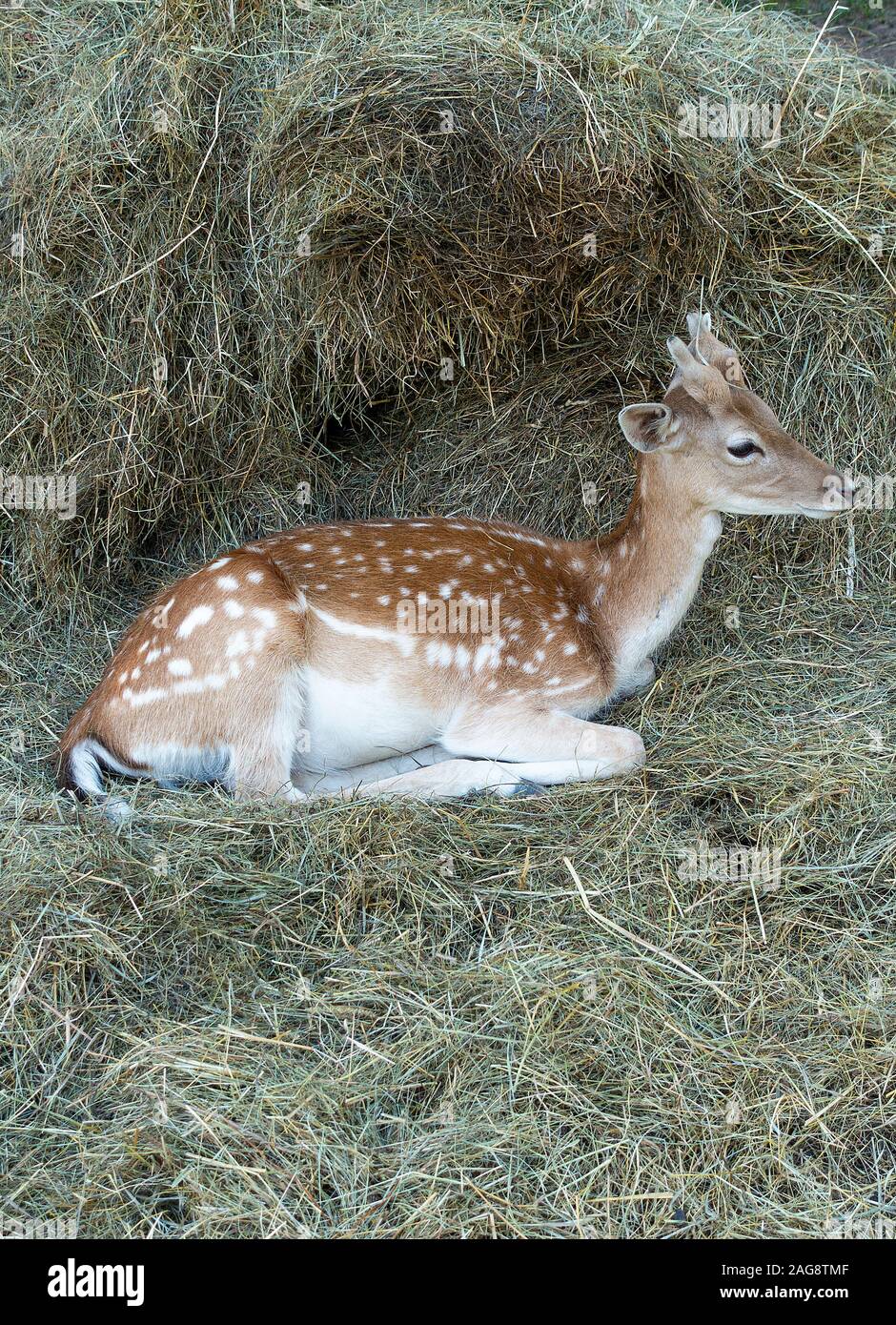 Un Giovane Uomo Allow Deer Rilassante In Un Campo Vicino Montriond Portes Du Soleil Alpi Francesi Francia Foto Stock