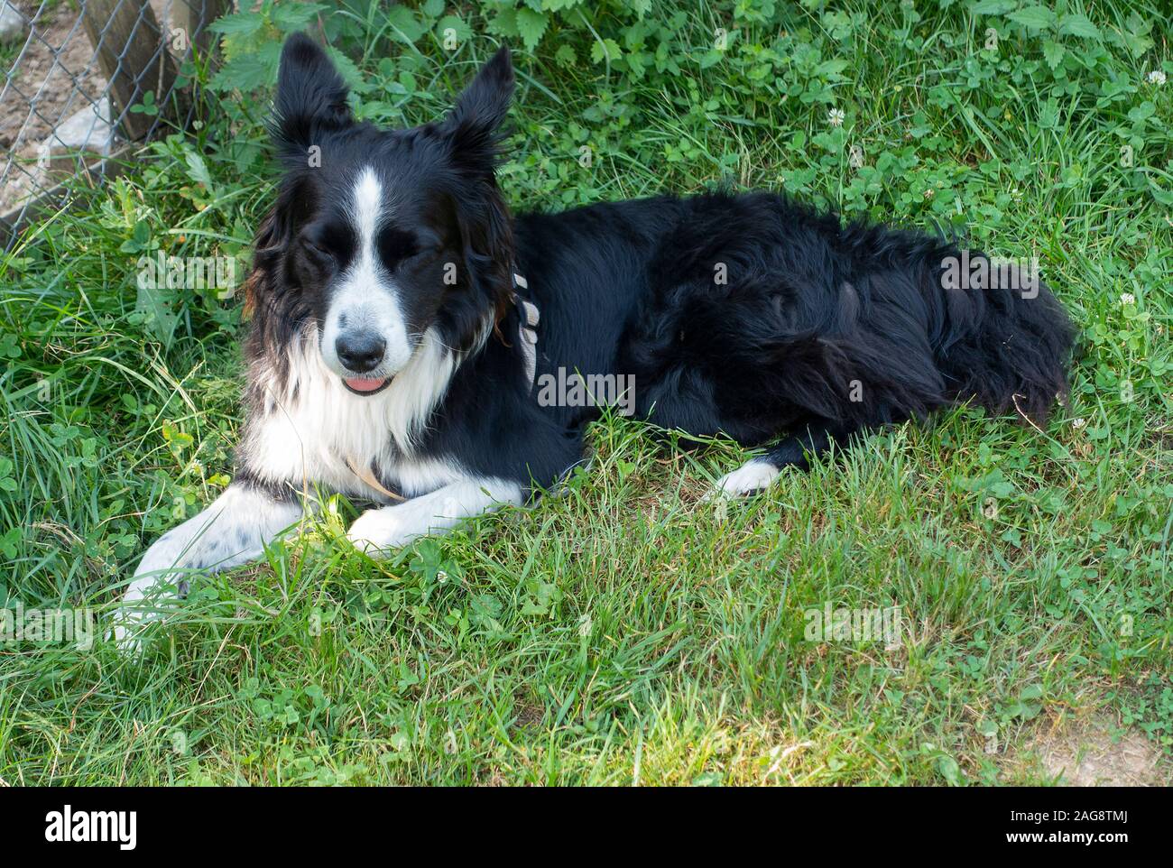 Un bellissimo cane Alert Collie Che Gode del sole in Un Campo vicino a Montriond Portes du Soleil Alpi francesi Francia Foto Stock