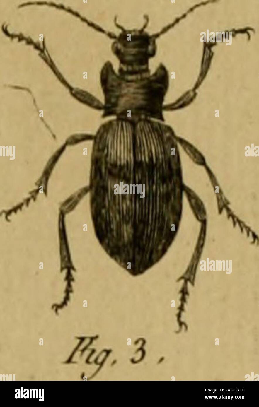 . Encyclopédie méthodique : Histoire Naturelle. EIo^s. l£lirpjavîe^J VITELLO J-y.S Erodie.. w Bl aps Z /il/rj LLlJe Foto Stock