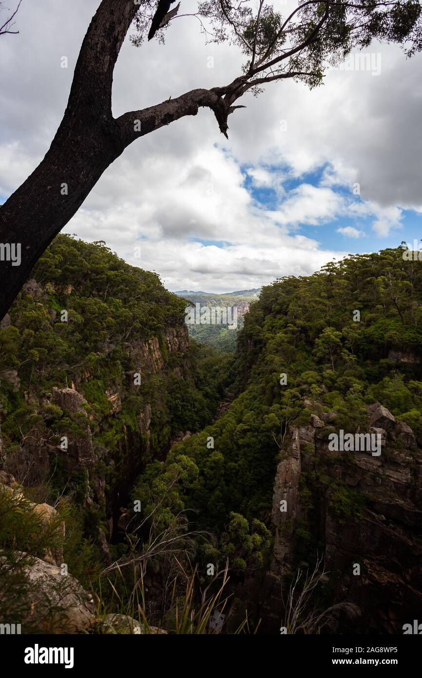 Colpo verticale di un albero sopra l'abisso nel montagne verdi sotto il cielo nuvoloso Foto Stock