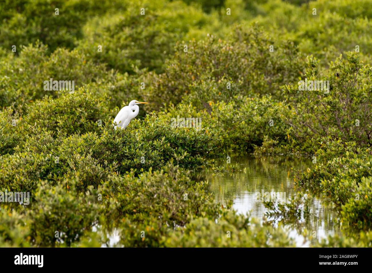 Western Reef Heron nella mangrovia Foto Stock